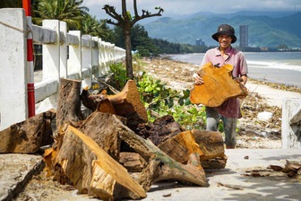 Người dân ra biển nhặt gỗ sau bão Kalmaegi, kiếm tiền triệu