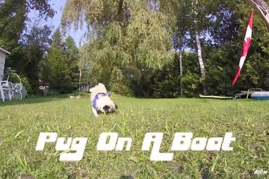 Kinh ngạc chó lái tàu thủy tốc độ cao