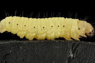 Loài giun kì lạ có thể là "cứu tinh” của thế giới