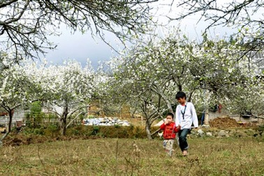 Sững sờ vẻ đẹp hoa mận Tam Hoa