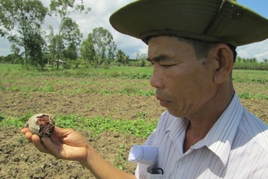 Ôm nợ vì khoai lang vừa mất mùa, vừa mất giá