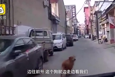 Cảm động trước chú chó trung thành cứu sống tính mạng chủ