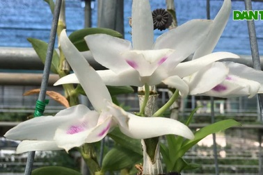 Giò lan đột biến 5 cánh trắng Phú Thọ giá 900 triệu đẹp hiếm có của dân chơi Hà Nội