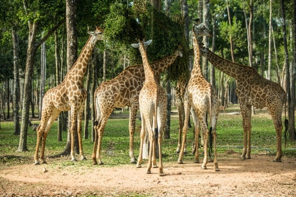 5 trải nghiệm ngoạn mục ngỡ tưởng ở Jeju tại Bắc đảo Phú Quốc - 5 5 trải nghiệm ngoạn mục ngỡ tưởng ở Jeju tại Bắc đảo Phú Quốc - 5