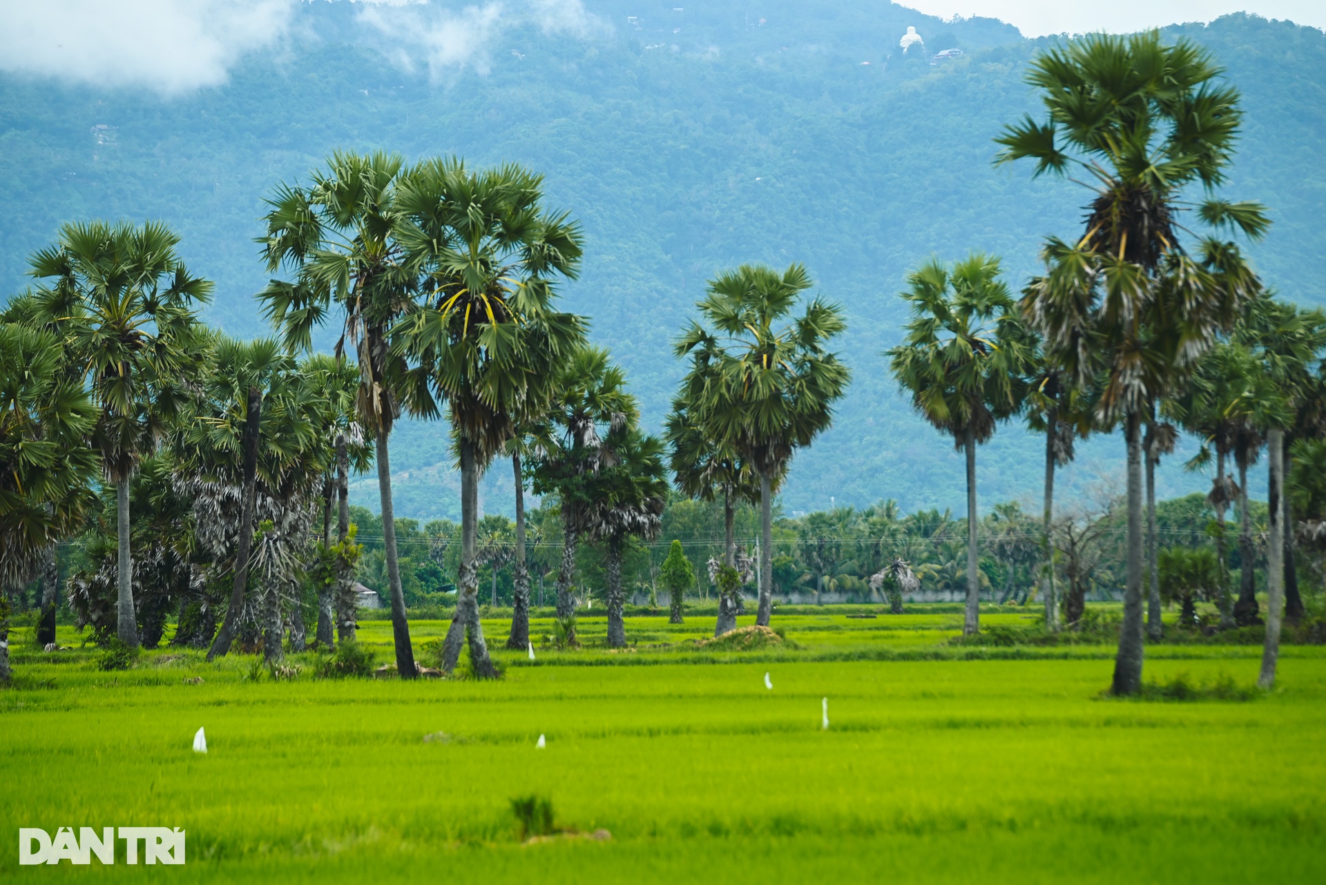 Ngắm những cánh đồng thốt nốt đẹp mê hồn ở vùng Thất Sơn - 8