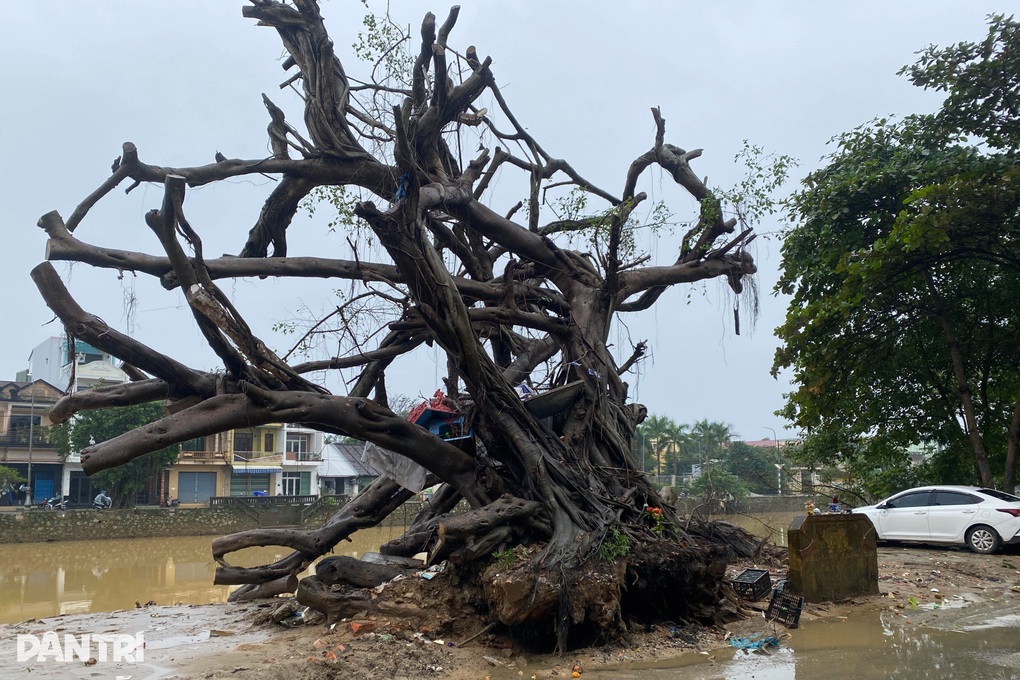 Tìm phương án hồi sinh cây sanh hơn 100 năm tuổi bị bật gốc trong mưa lũ - 1 Tìm phương án hồi sinh cây sanh hơn 100 năm tuổi bị bật gốc trong mưa lũ - 1