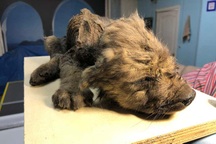 Chó con 18.000 tuổi - tổ tiên của cả chó và chó sói