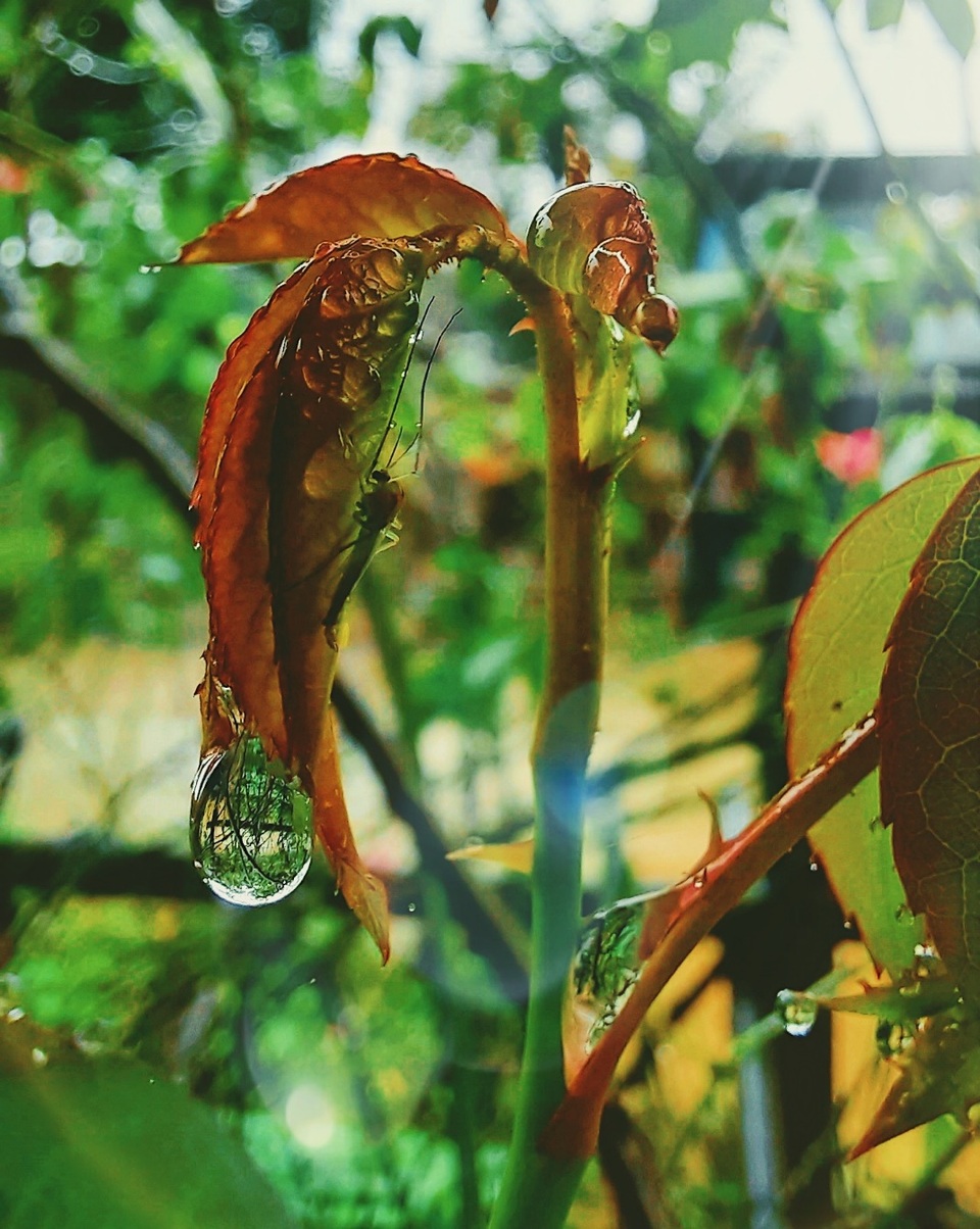Thiên nhiên đẹp độc lạ qua góc nhìn của camera macro - 3 Thiên nhiên đẹp độc lạ qua góc nhìn của camera macro - 3