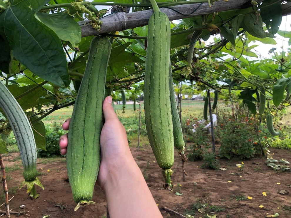 Mạnh dạn trồng 2000m2 rau hữu cơ, chàng trai 27 tuổi hút khách mua tận vườn - 9