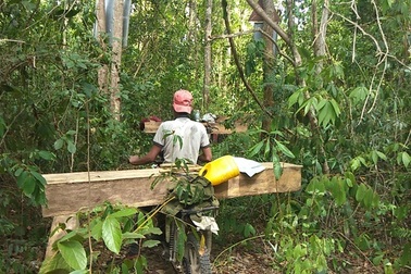 Khởi tố vụ án sau loạt bài “Tiếng thét đau đớn của rừng xanh Tây Nguyên”!
