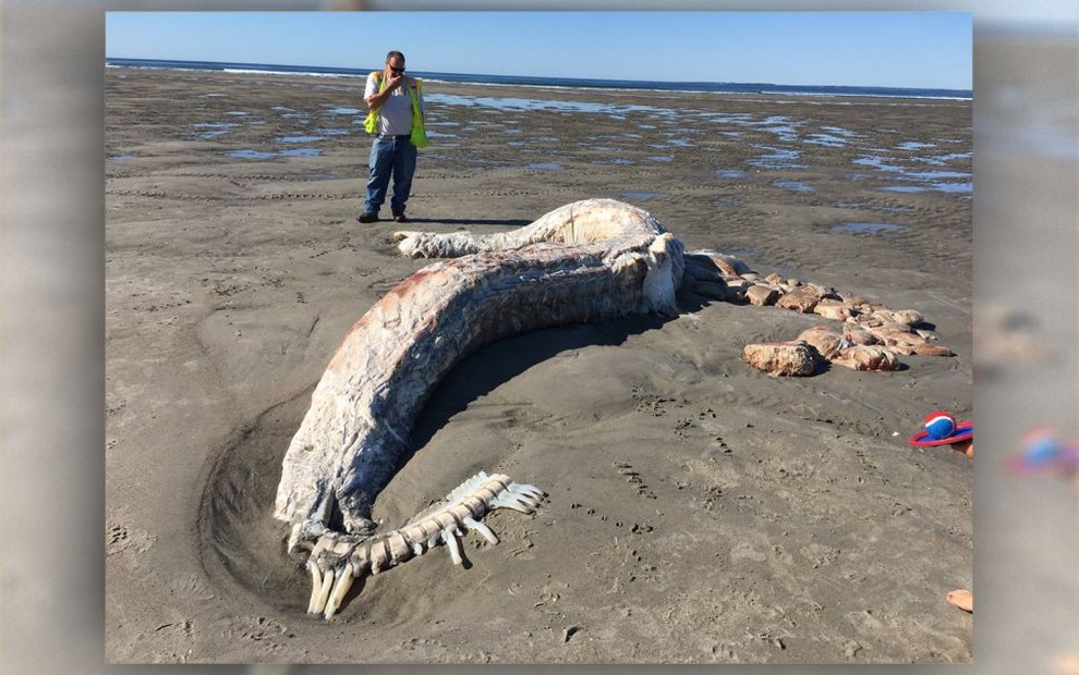 A look at the strange creatures that once washed up on the beach - 9