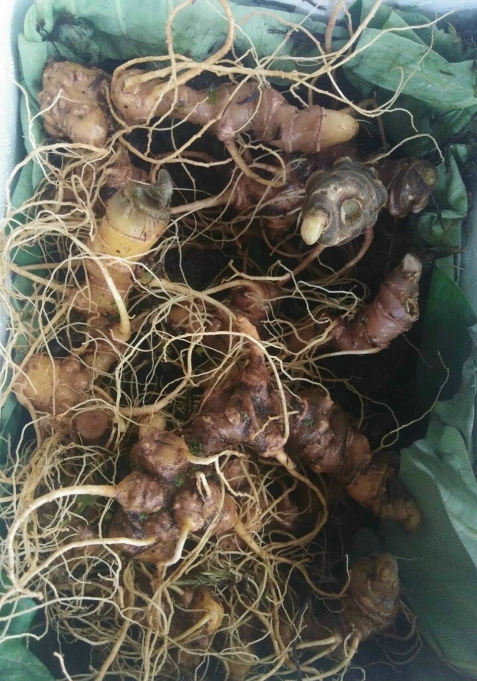 Sâm Ngọc Linh vùng Nam Trà My Quảng Nam báu vật cho sức khỏe - 1 Sâm Ngọc Linh vùng Nam Trà My Quảng Nam báu vật cho sức khỏe - 1