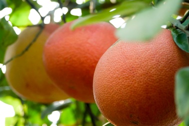 Trồng bưởi đỏ tiến vua mini chơi Tết, nông dân ở Hà Nội thu trăm triệu đồng