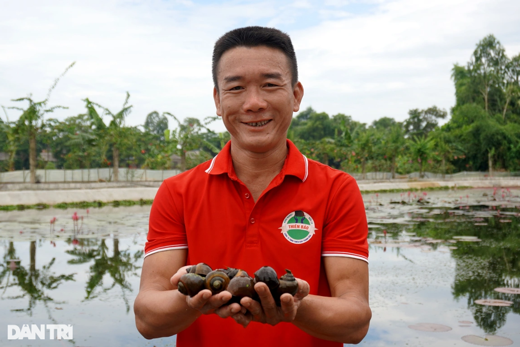 Từ bỏ nghề báo và chức Phó giám đốc, về quê nuôi ốc thu tiền tỷ - 2 Từ bỏ nghề báo và chức Phó giám đốc, về quê nuôi ốc thu tiền tỷ - 2