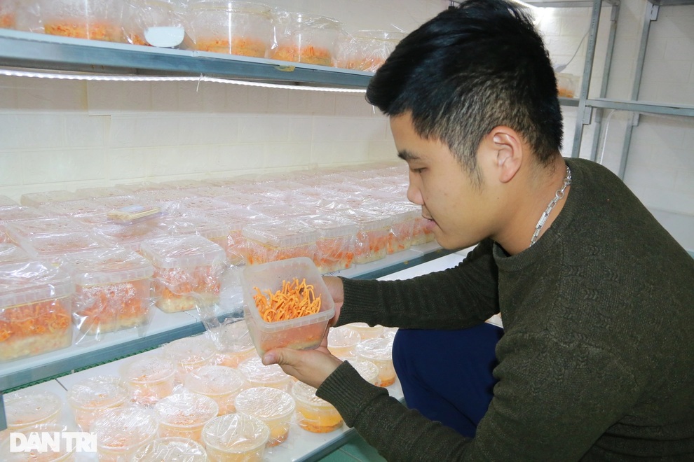 Trồng nấm tiến Vua, bán rẻ như cho, 9X vẫn thu tiền tỷ mỗi năm - 1 Trồng nấm tiến Vua, bán rẻ như cho, 9X vẫn thu tiền tỷ mỗi năm - 1