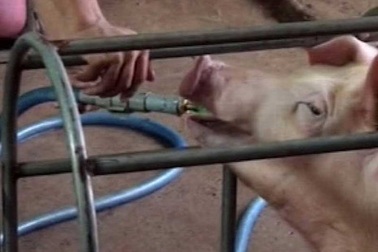 Theo chân heo bơm nước vào TP.HCM