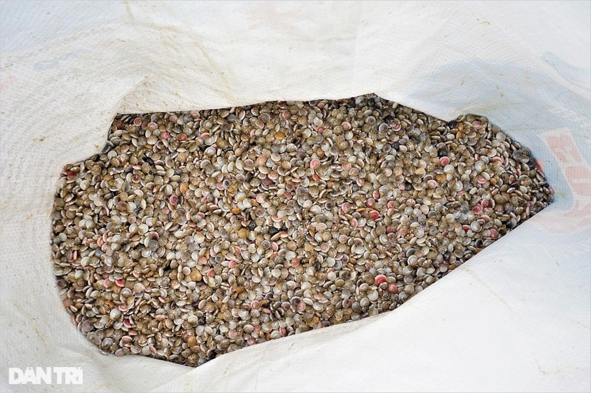 Gần Tết, ngư dân rủ nhau lội ngược sóng, lọc cát thu lộc biển - 19 Gần Tết, ngư dân rủ nhau lội ngược sóng, lọc cát thu lộc biển - 19