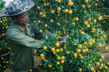 Người trồng quất kiểng Hội An sẵn sàng cho Tết Nguyên đán