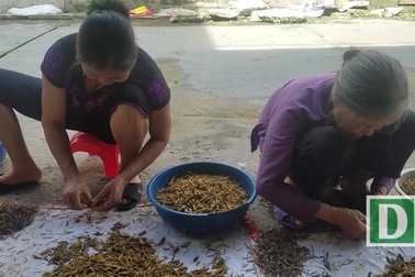 Đặc sản châu chấu đắt hàng nhờ World Cup