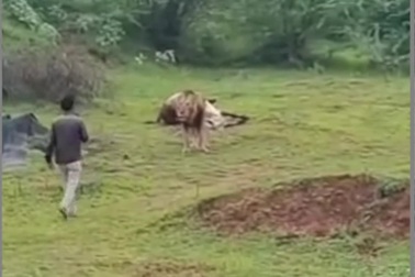 Người đàn ông liều lĩnh tiếp cận sư tử để quay video