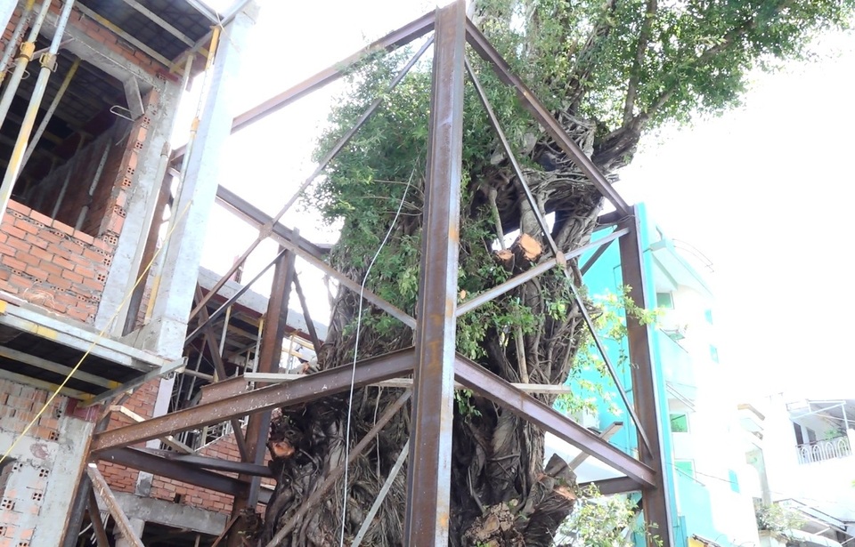 Hơn nửa tỷ đồng gia cố cây da cao hơn tòa nhà 4 tầng - 2 Hơn nửa tỷ đồng gia cố cây da cao hơn tòa nhà 4 tầng - 2