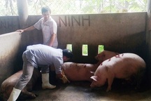 Cơ quan chức năng cho phép giết mổ và bán lợn bệnh?