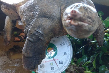 Bắt được cặp ba ba khổng lồ