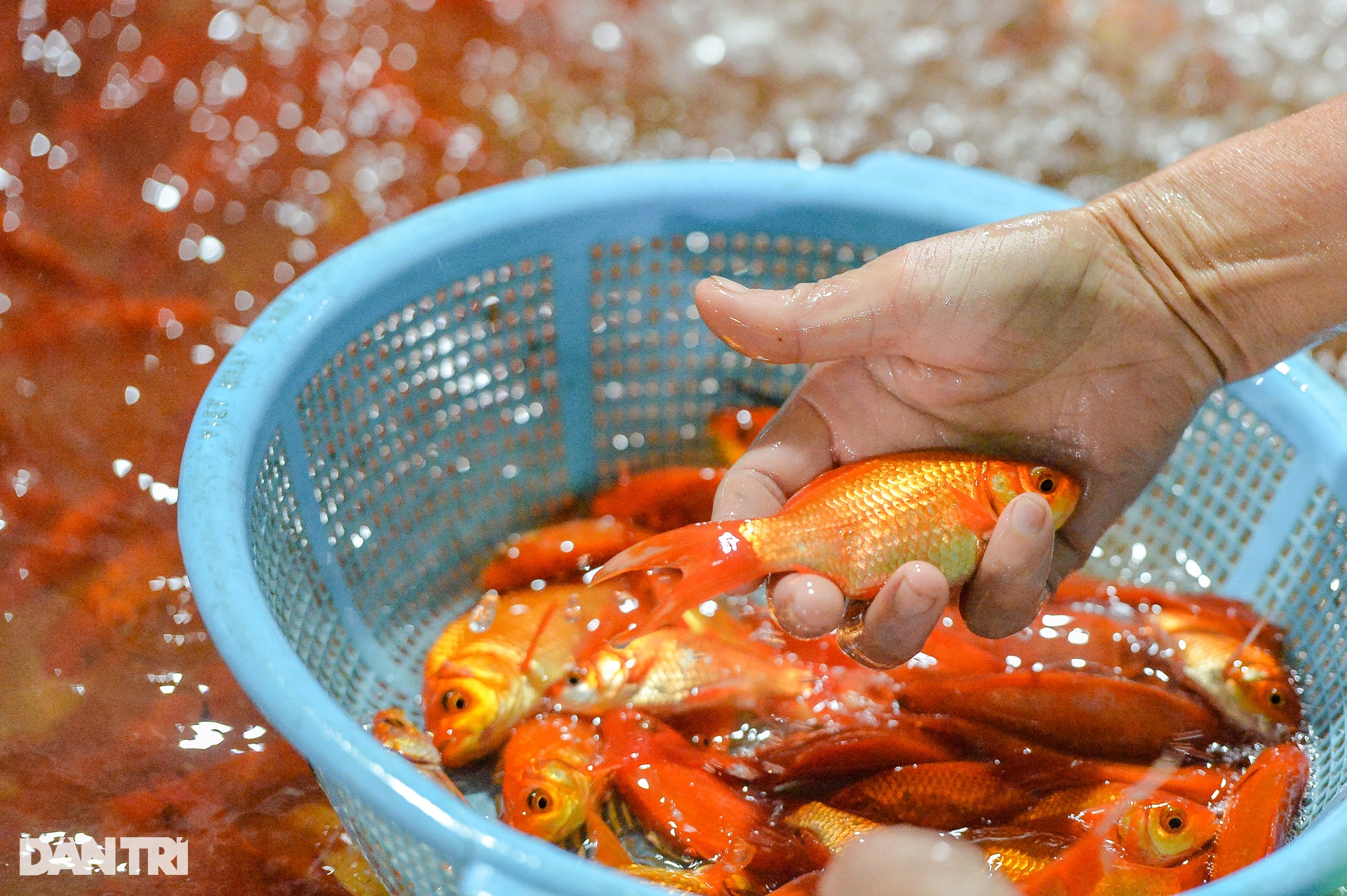 Cá chép vàng ở chợ cá lớn nhất miền Bắc rẻ bất ngờ ngày cúng ông Táo - 7 Cá chép vàng ở chợ cá lớn nhất miền Bắc rẻ bất ngờ ngày cúng ông Táo - 7