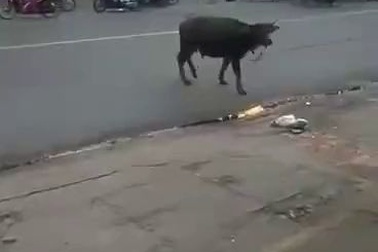 Con trâu hung hãn tấn công người đi đường (Nguồn clip FB Người Đồng Nai)