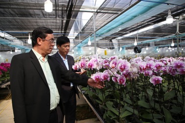 Bất ngờ với vẻ đẹp của hơn 1 vạn cây lan hồ điệp trên đỉnh Sa Mù, Quảng Trị