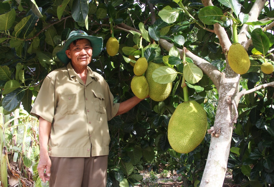 Phú Yên: Trồng cây cho quả thơm “nức mũi”…thu 200 triệu đồng/năm - 2