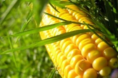 Thực phẩm biển đổi gen, cứu cánh hay hiểm họa?