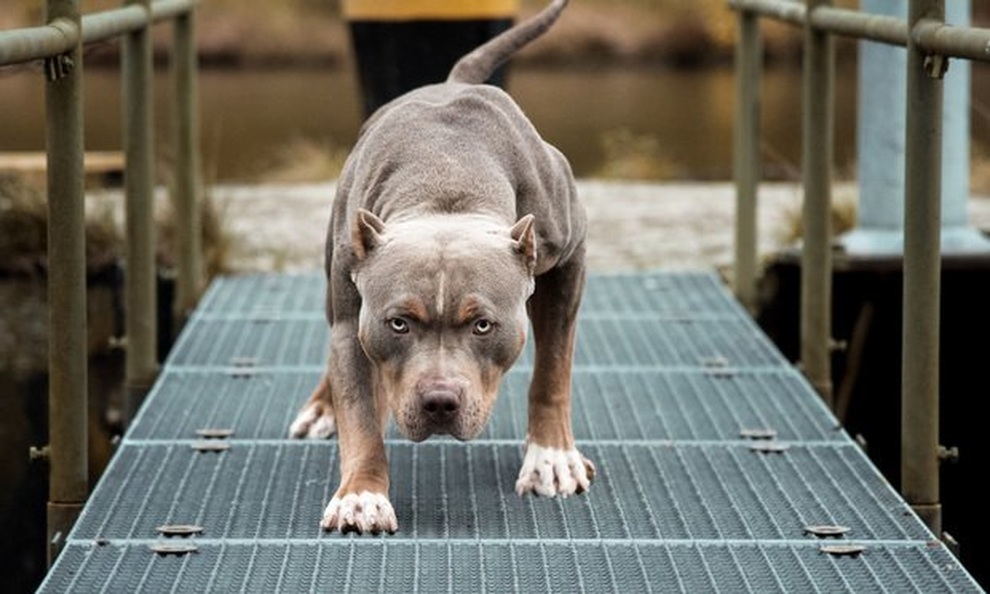 Sư tử đụng độ chó Pitbull bé bằng nửa kích thước và cái kết ê chề - 2