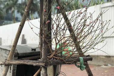 Hết Tết, cành đào tiền triệu "đổi vận" biến thành củi khô