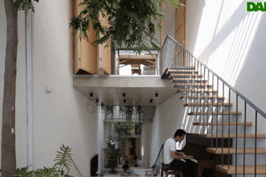 Nhà ống chật hẹp ở Hà Nội đẹp ấn tượng nhờ các khu vườn treo xanh mát