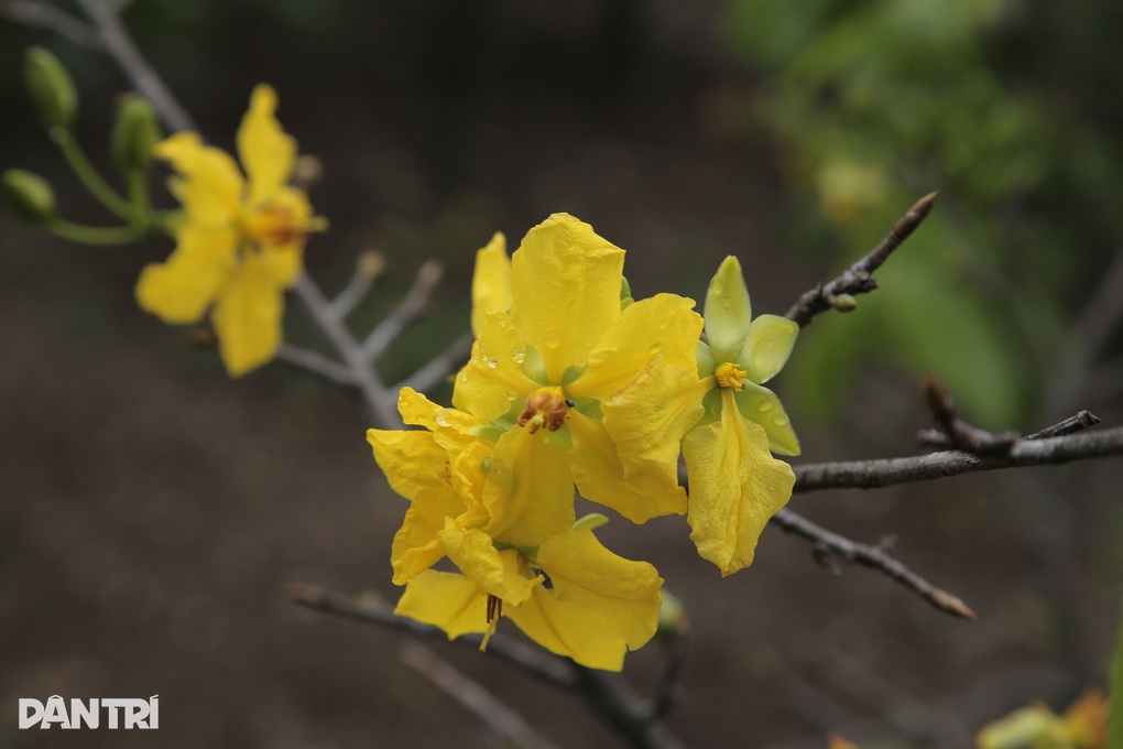 Mai vàng nở sớm, chủ vườn méo mặt lo mất Tết - 2 Mai vàng nở sớm, chủ vườn méo mặt lo mất Tết - 2