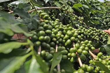 Lần đầu tiên cà phê Đà Lạt nhận quyền sử dụng nhãn hiệu