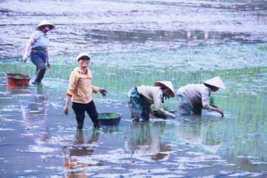 "Hoãn" sắm Tết để... tập trung cấy lúa