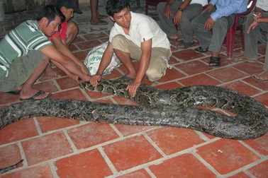 Bắt được trăn khổng lồ nặng gần 100kg