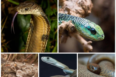 5 loài rắn nguy hiểm nhất trên hành tinh