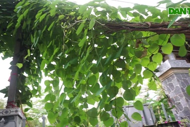 Cây bình vôi được gia đình ông Thống rất cưng