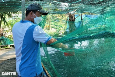Bới cát nuôi loài cá đen, người nông dân bắt sa mạc "nhả"... vàng trắng