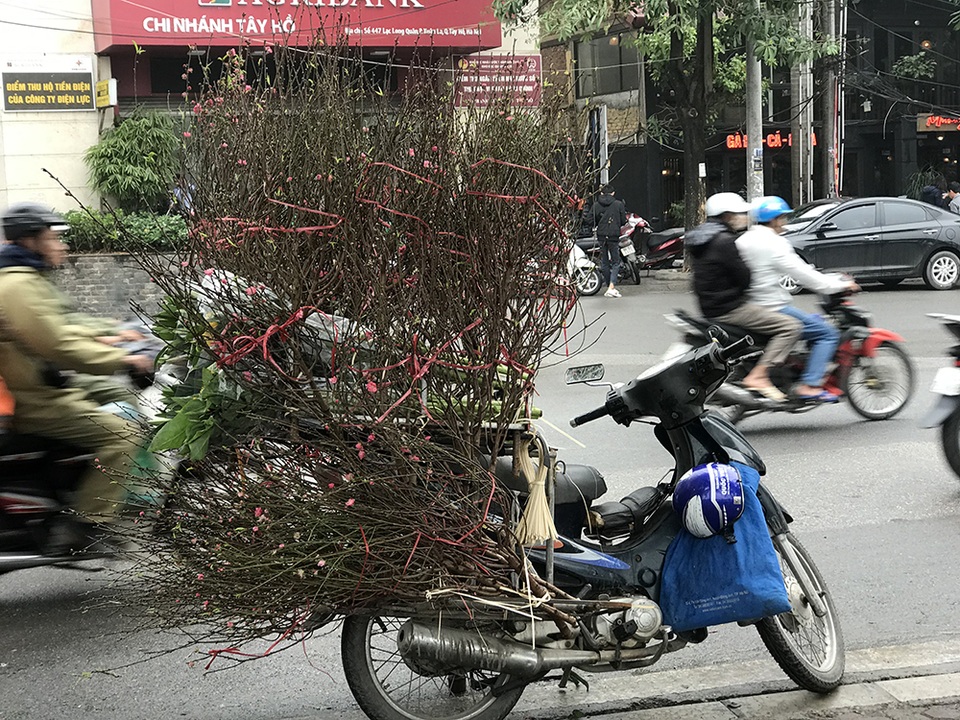 Dân Hà Nội chơi đào sớm, chi nửa triệu đồng cho 1 cành - 3 Dân Hà Nội chơi đào sớm, chi nửa triệu đồng cho 1 cành - 3