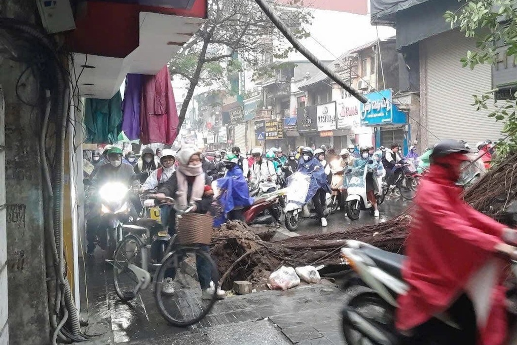 Hà Nội: Cây đa cổ thụ đổ chắn ngang phố Bạch Mai giờ cao điểm - 2 Hà Nội: Cây đa cổ thụ đổ chắn ngang phố Bạch Mai giờ cao điểm - 2