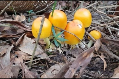 Loại nấm đặc sản giống hệt trứng gà, giá cao vẫn "hút" khách tìm mua