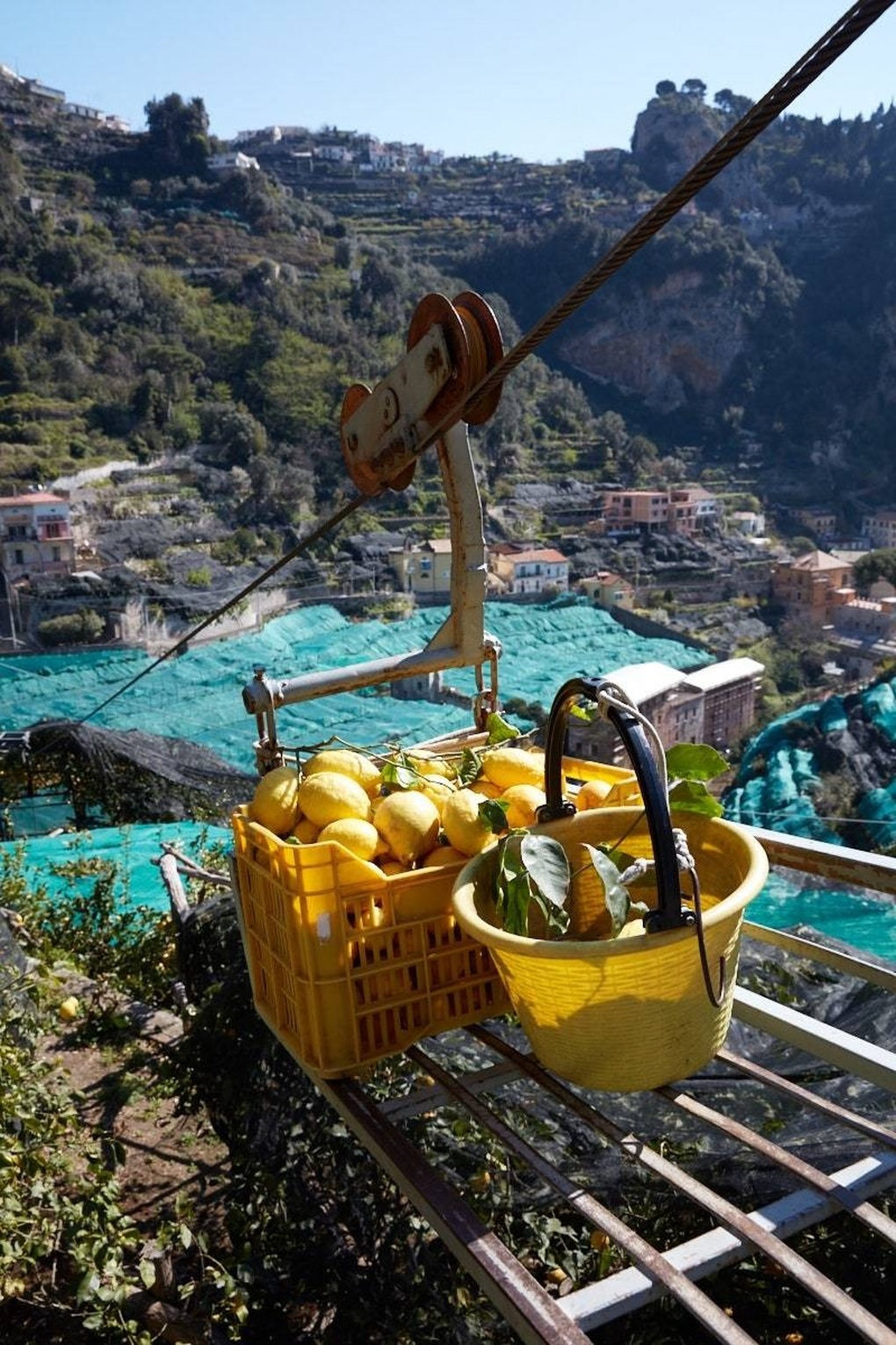 Khu vườn có tầm nhìn triệu đô tạo ra những quả chanh khổng lồ nặng 3kg - 2 Khu vườn có tầm nhìn triệu đô tạo ra những quả chanh khổng lồ nặng 3kg - 2