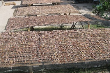 Độc đáo nghề làm khô “vũ nữ chân dài”