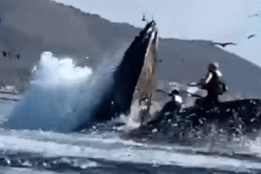 Thót tim cảnh cá voi lưng gù suýt nuốt chửng hai phụ nữ trên thuyền kayak