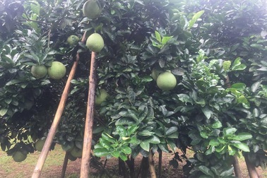 Chưa tới Trung thu, thương lái đã "ôm" cả vườn bưởi da xanh