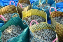 Xuất khẩu tôm sang Trung Quốc sẽ tăng mạnh